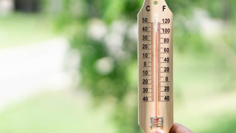 A thermometer is held up, in the background are leaves.