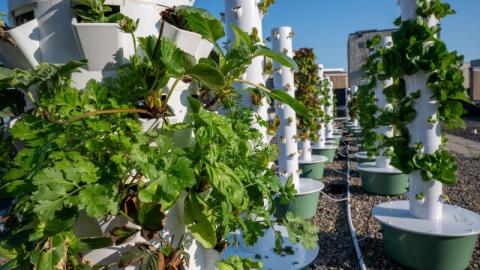 RUH Rooftop garden