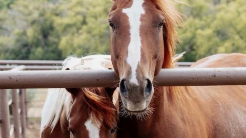 Image of horses with SHA CARES values logo.