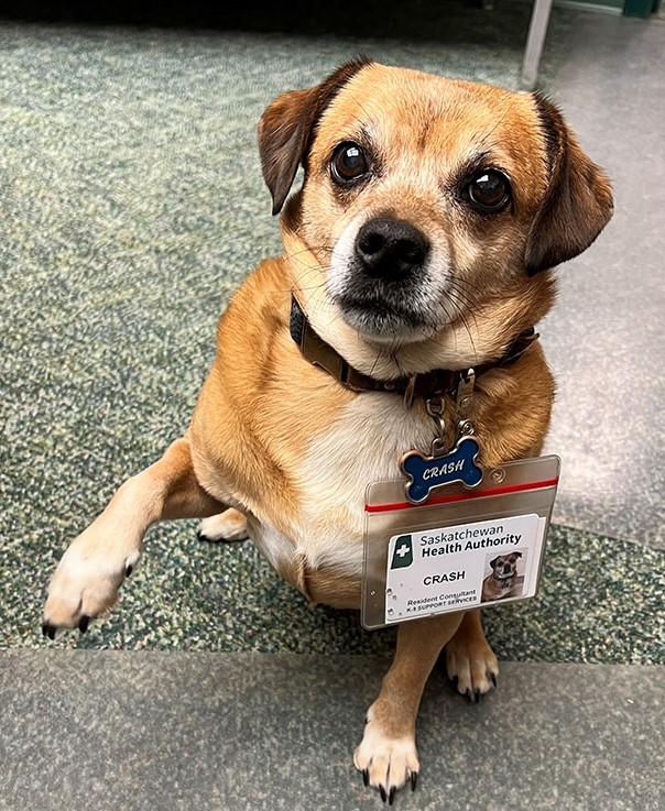 Crash, a small brown dog, sits with one paw raised with his SHA ID card attached to his collar.