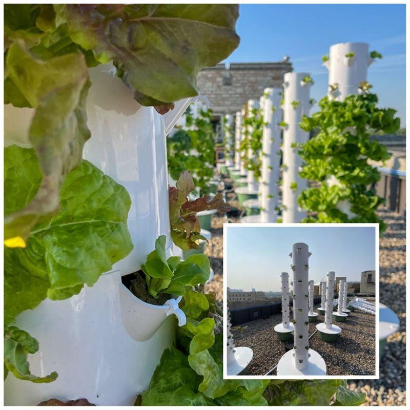 Leafy vegetables are growing from holes dotting several tall, vertical tubes sitting on the roof of a building