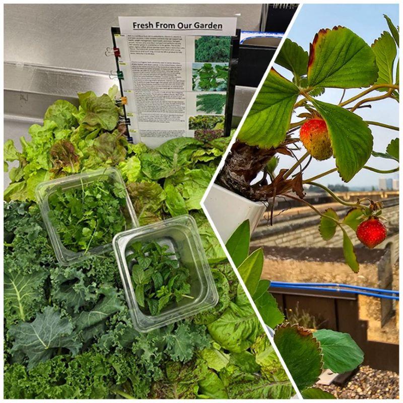 A variety of clean, leafy vegetables and herbs are displayed on a countertop. A strawberry is emerging from a vertical aeroponic garden tower