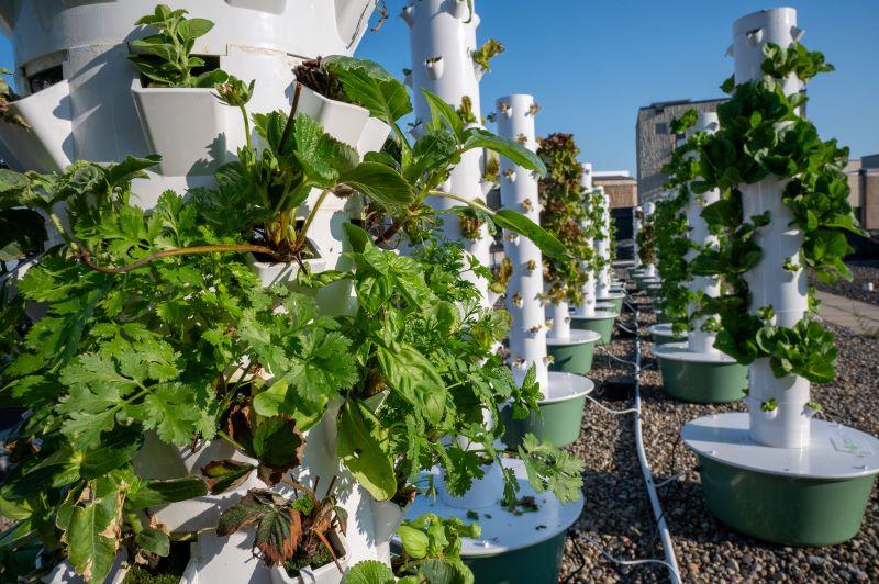 RUH Rooftop garden