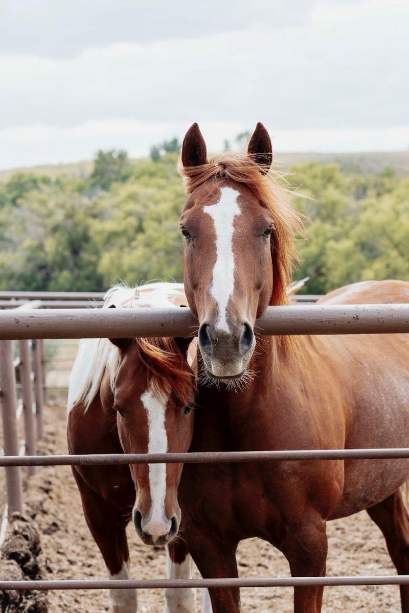 Image of horses with SHA CARES values logo.